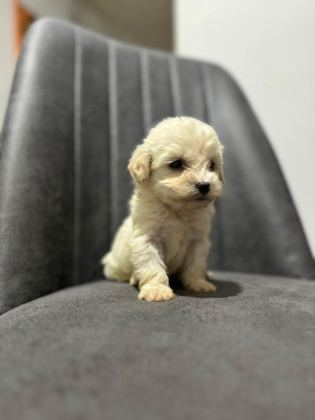 MALTİPOO ADRESE TESLİM, KAPIDA ÖDEME YAPABİLİRSİNİZ
