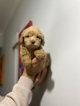 MALTİPOO ADRESE TESLİM, KAPIDA ÖDEME YAPABİLİRSİNİZ