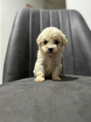 MALTİPOO ADRESE TESLİM, KAPIDA ÖDEME YAPABİLİRSİNİZ