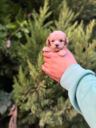 MALTİPOO ADRESE TESLİM, KAPIDA ÖDEME YAPABİLİRSİNİZ