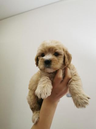 MALTİPOO ADRESE TESLİM, KAPIDA ÖDEME YAPABİLİRSİNİZ