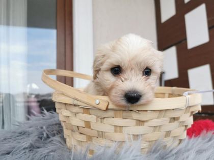 MALTİPOO YAVRULARIMIZI CANLI GÖREREK ALABİLİRSİNİZ