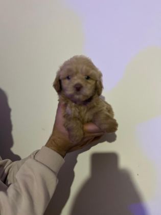 MALTİPOO YAVRULARIMIZI CANLI GÖREREK ALABİLİRSİNİZ
