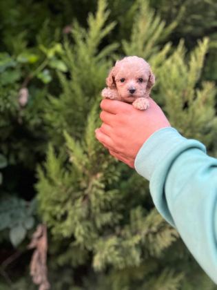 MALTİPOO YAVRULARIMIZI CANLI GÖREREK ALABİLİRSİNİZ