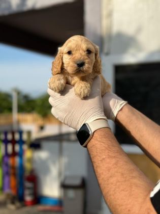 MALTİPOO YAVRULARIMIZI CANLI GÖREREK ALABİLİRSİNİZ