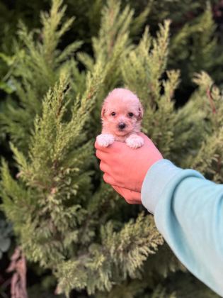 MALTİPOO YAVRULARIMIZI CANLI GÖREREK ALABİLİRSİNİZ