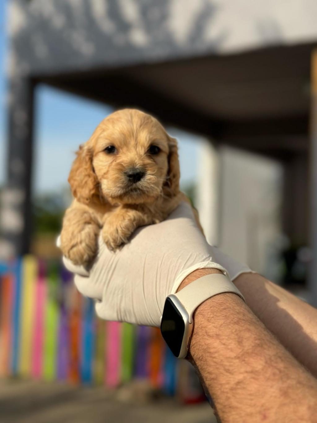 MALTİPOO YAVRULARIMIZI CANLI GÖREREK ALABİLİRSİNİZ