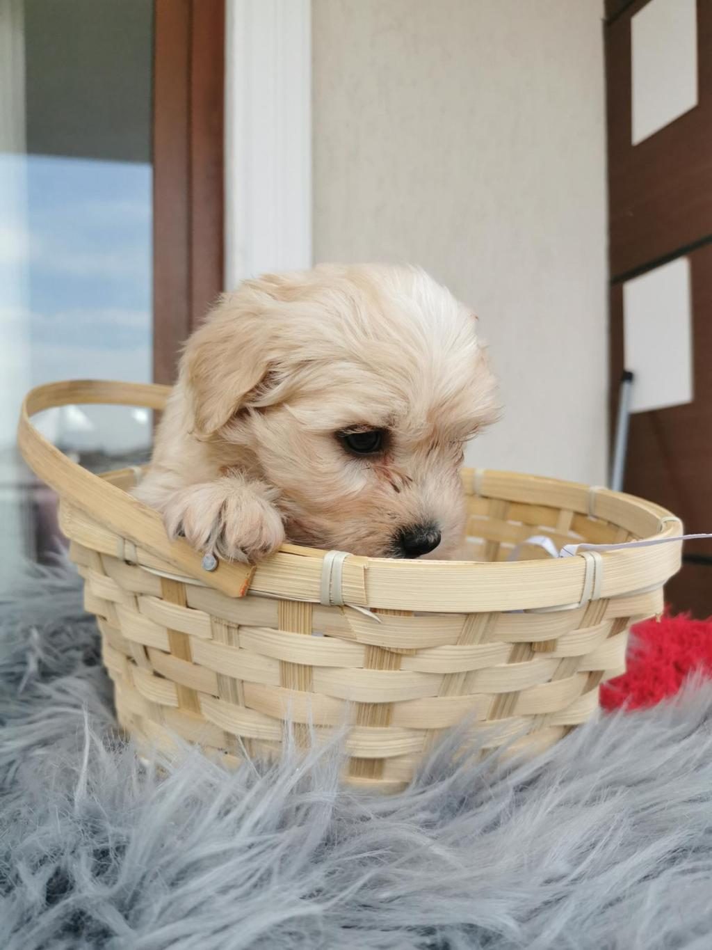 MALTİPOO YAVRULARIMIZI CANLI GÖREREK ALABİLİRSİNİZ