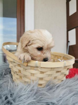 MALTİPOO YAVRULARIMIZI CANLI GÖREREK ALABİLİRSİNİZ