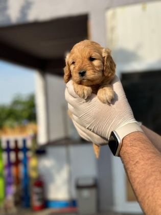 MALTİPOO YAVRULARIMIZI CANLI GÖREREK ALABİLİRSİNİZ