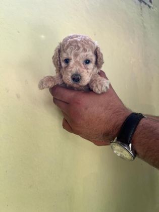 MALTİPOO YAVRULARIMIZI CANLI GÖREREK ALABİLİRSİNİZ