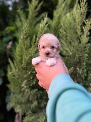 MALTİPOO YAVRULARIMIZI CANLI GÖREREK ALABİLİRSİNİZ