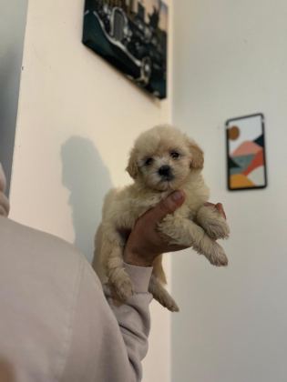 MALTİPOO YAVRULARIMIZI CANLI GÖREREK ALABİLİRSİNİZ