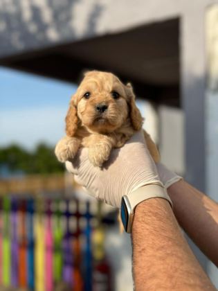 MALTİPOO YAVRULARIMIZI CANLI GÖREREK ALABİLİRSİNİZ