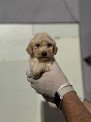 MALTİPOO YAVRULARIMIZI CANLI GÖREREK ALABİLİRSİNİZ