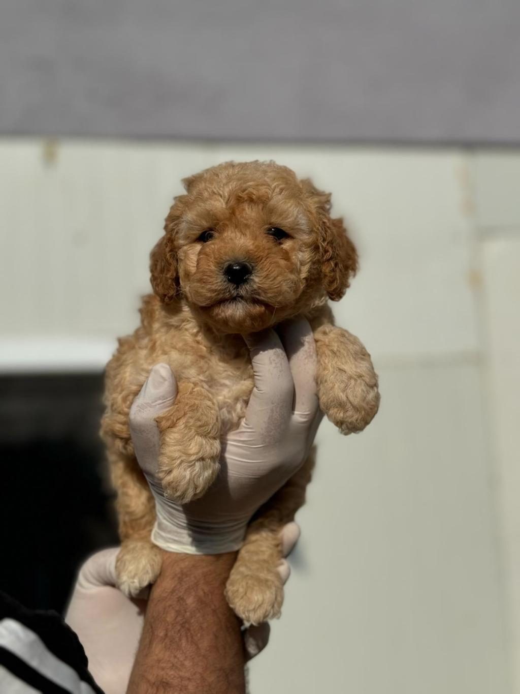 MALTİPOO YAVRULARIMIZI CANLI GÖREREK ALABİLİRSİNİZ