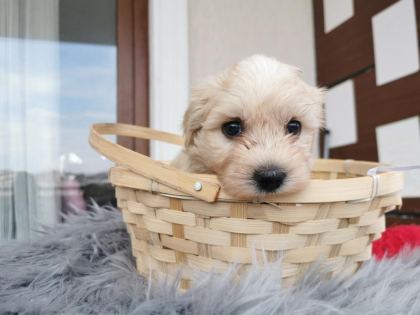 MALTİPOO YAVRULARIMIZI CANLI GÖREREK ALABİLİRSİNİZ