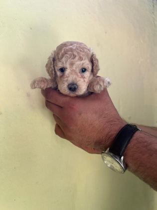 MALTİPOO YAVRULARIMIZI CANLI GÖREREK ALABİLİRSİNİZ
