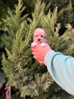 MALTİPOO YAVRULARIMIZI CANLI GÖREREK ALABİLİRSİNİZ