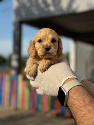 MALTİPOO YAVRULARIMIZI CANLI GÖREREK ALABİLİRSİNİZ