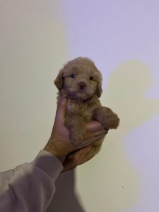 MALTİPOO YAVRULARIMIZI CANLI GÖREREK ALABİLİRSİNİZ