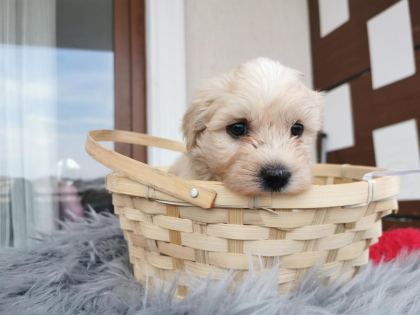 MALTİPOO YAVRULARIMIZI CANLI GÖREREK ALABİLİRSİNİZ