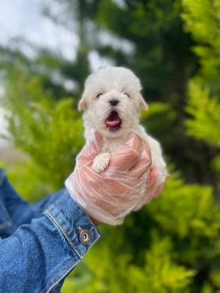 MALTİPOO YAVRULARIMIZI CANLI GÖREREK ALABİLİRSİNİZ