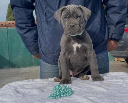 MUHTEŞEM CANE CORSO BEBEKLER GÜVENLİ KAPIYA TESLİM
