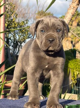 MUHTEŞEM CANE CORSO BEBEKLER GÜVENLİ KAPIYA TESLİM