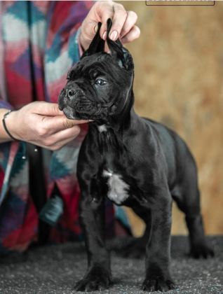 MUHTEŞEM CANE CORSO BEBEKLER GÜVENLİ KAPIYA TESLİM