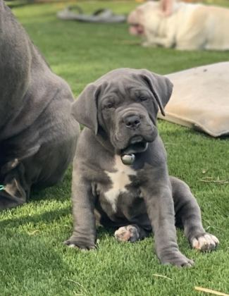 ÇİFTLİĞİN EFSANE CANE CORSO YAVRULARI KAPIDA ÖDEMELİ