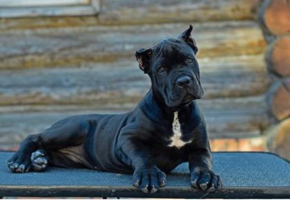 ÇİFTLİĞİN EFSANE CANE CORSO YAVRULARI KAPIDA ÖDEMELİ
