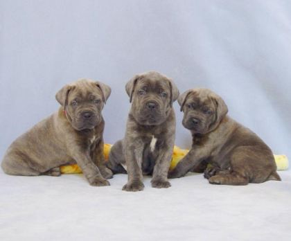 IYİSİ DEĞİL EN İYİSİ CANE CORSO KAPIDA ÖDEME MEVCUTTUR