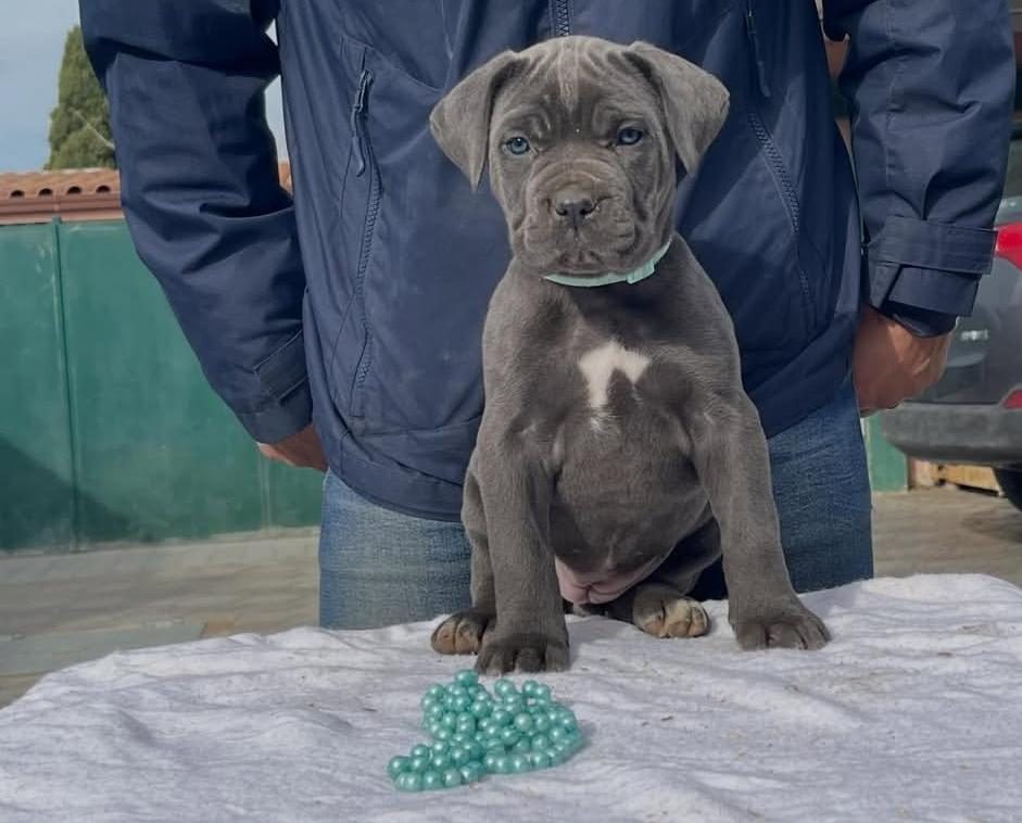 DOLANDIRILMAYA SON HERYERDEN ELDEN TESLİM CANE CORSO