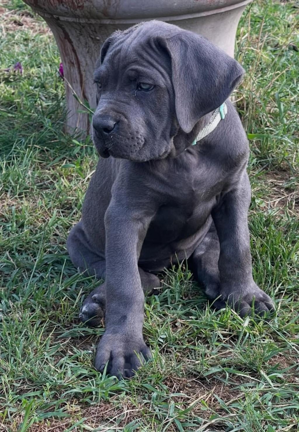MUHTEŞEM CANE CORSO BEBEKLER GÜVENLİ KAPIYA TESLİM