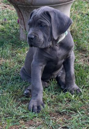 MUHTEŞEM CANE CORSO BEBEKLER GÜVENLİ KAPIYA TESLİM