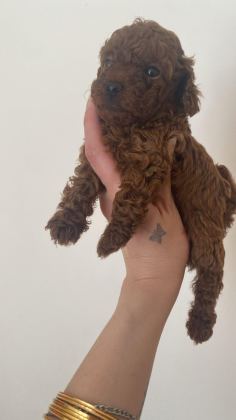 A KALİTE POODLE BEBEKLER
