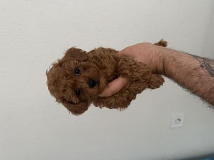 A KALİTE POODLE BEBEKLER