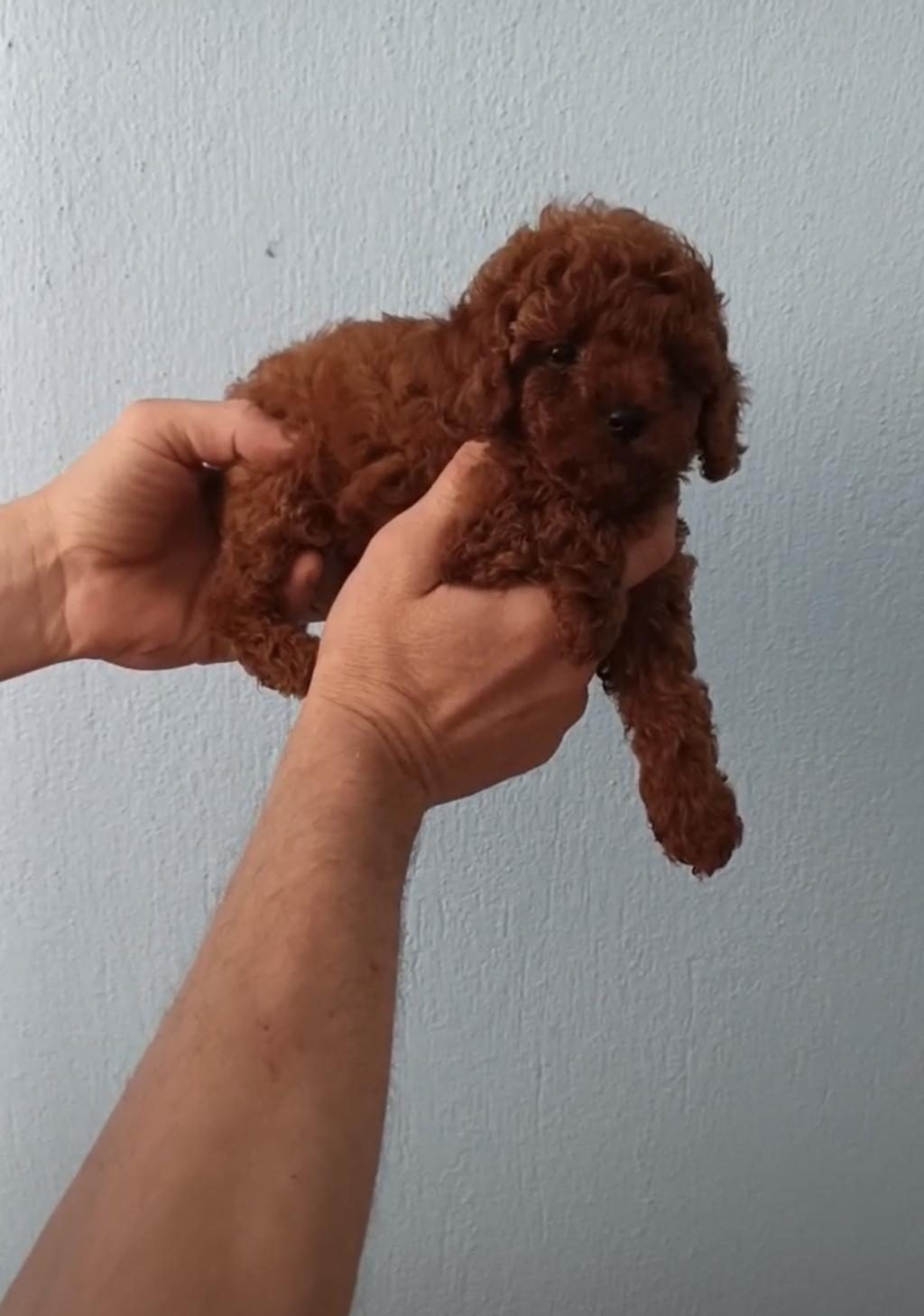 A KALİTE POODLE BEBEKLER
