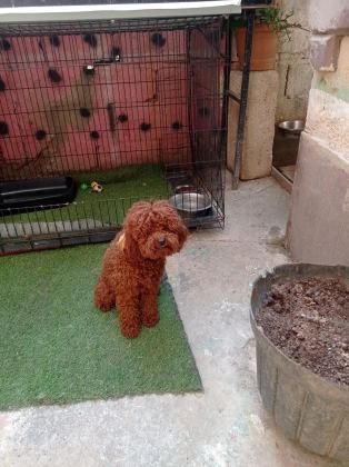 MERAKLISINA 1 NUMARA POODLE