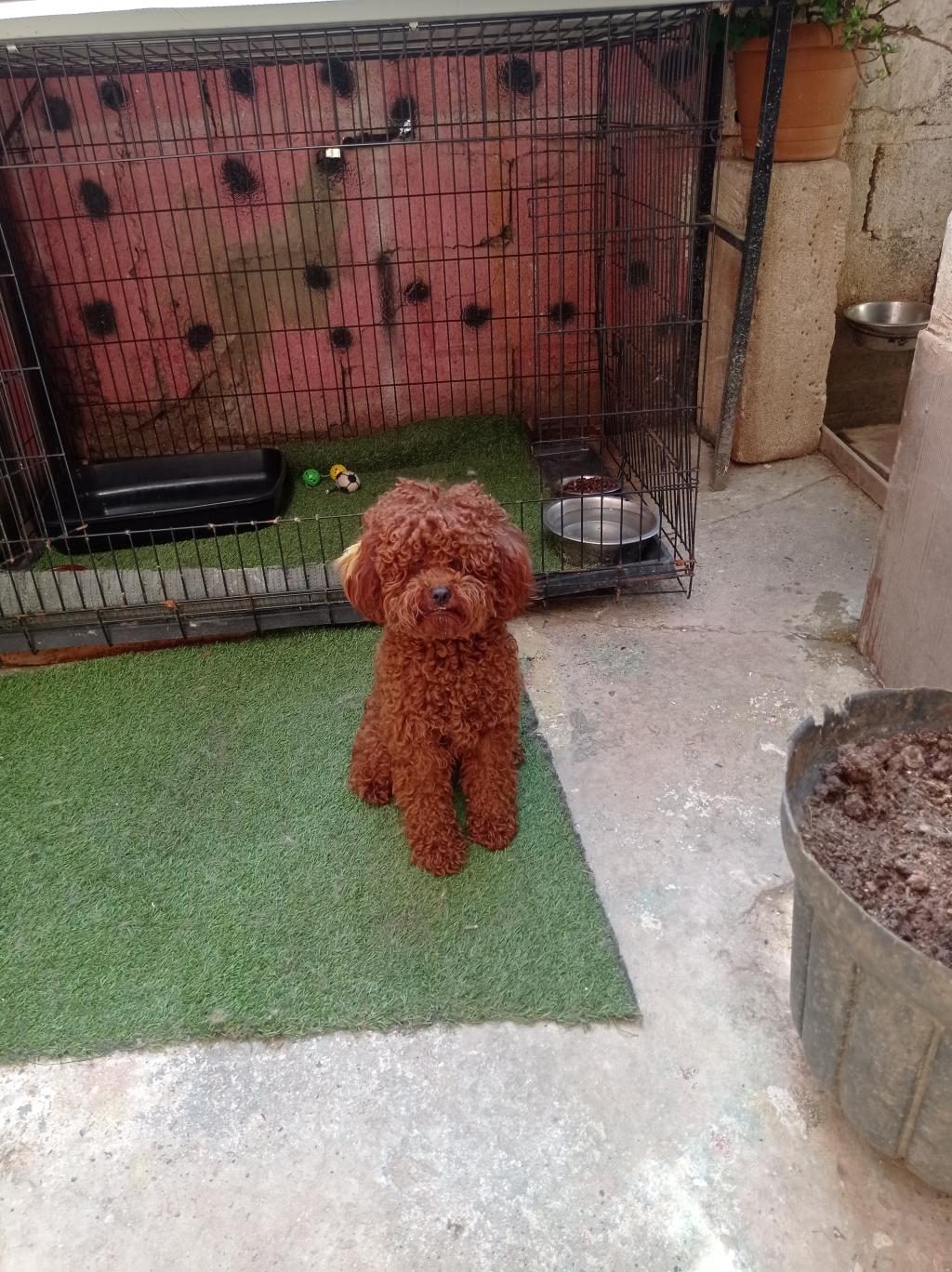 MERAKLISINA 1 NUMARA POODLE