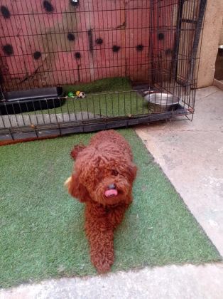 MERAKLISINA 1 NUMARA POODLE