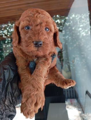 IRK VE SAĞLIK GARANTİ RED BROWN POODLE YAVRULARIM
