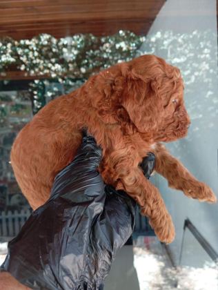 IRK VE SAĞLIK GARANTİ RED BROWN POODLE YAVRULARIM
