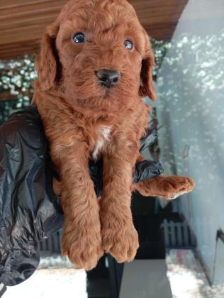 IRK VE SAĞLIK GARANTİ RED BROWN POODLE YAVRULARIM