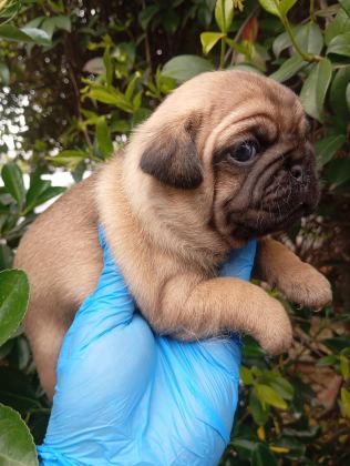 A KALİTE SIFIR BURUN GÜL KUYRUK PUG BEBEKLER