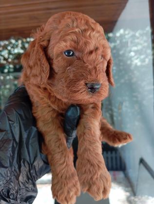 IRK VE SAĞLIK GARANTİ RED BROWN POODLE YAVRULARIM