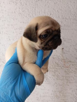 A KALİTE SIFIR BURUN GÜL KUYRUK PUG BEBEKLER