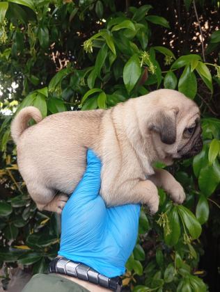 A KALİTE SIFIR BURUN PUG BEBEKLER IRK VE SAĞLIK GARANTİLİ