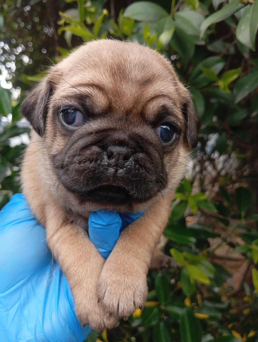 A KALİTE SIFIR BURUN GÜL KUYRUK PUG BEBEKLER